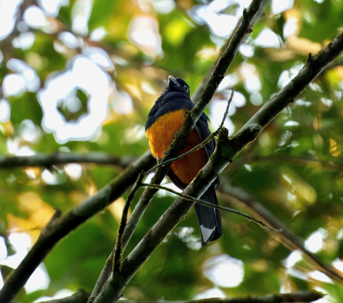 Green-backed Trogon - ML643763434