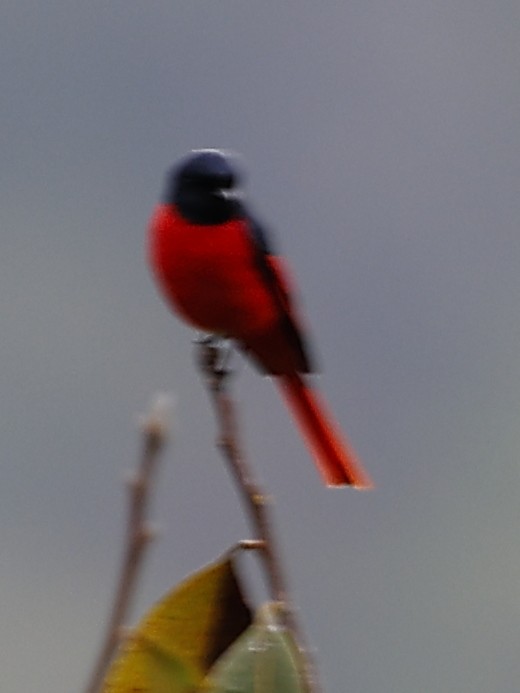 Scarlet Minivet - ML643763436