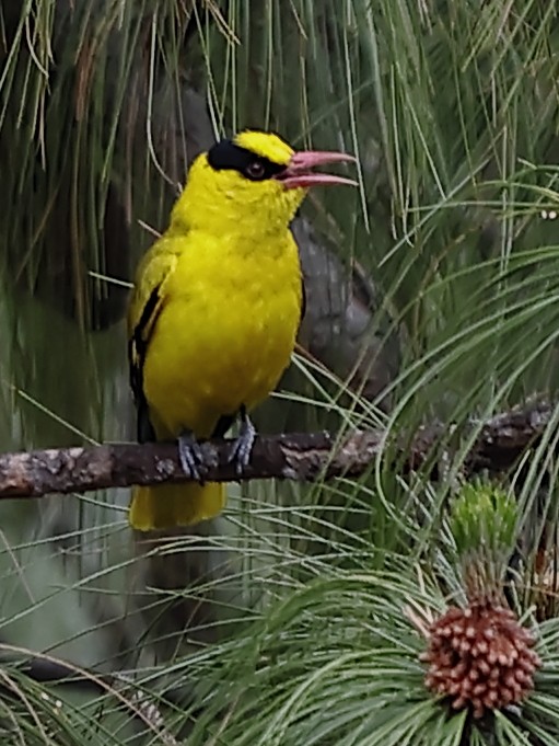 Slender-billed Oriole - ML643763445
