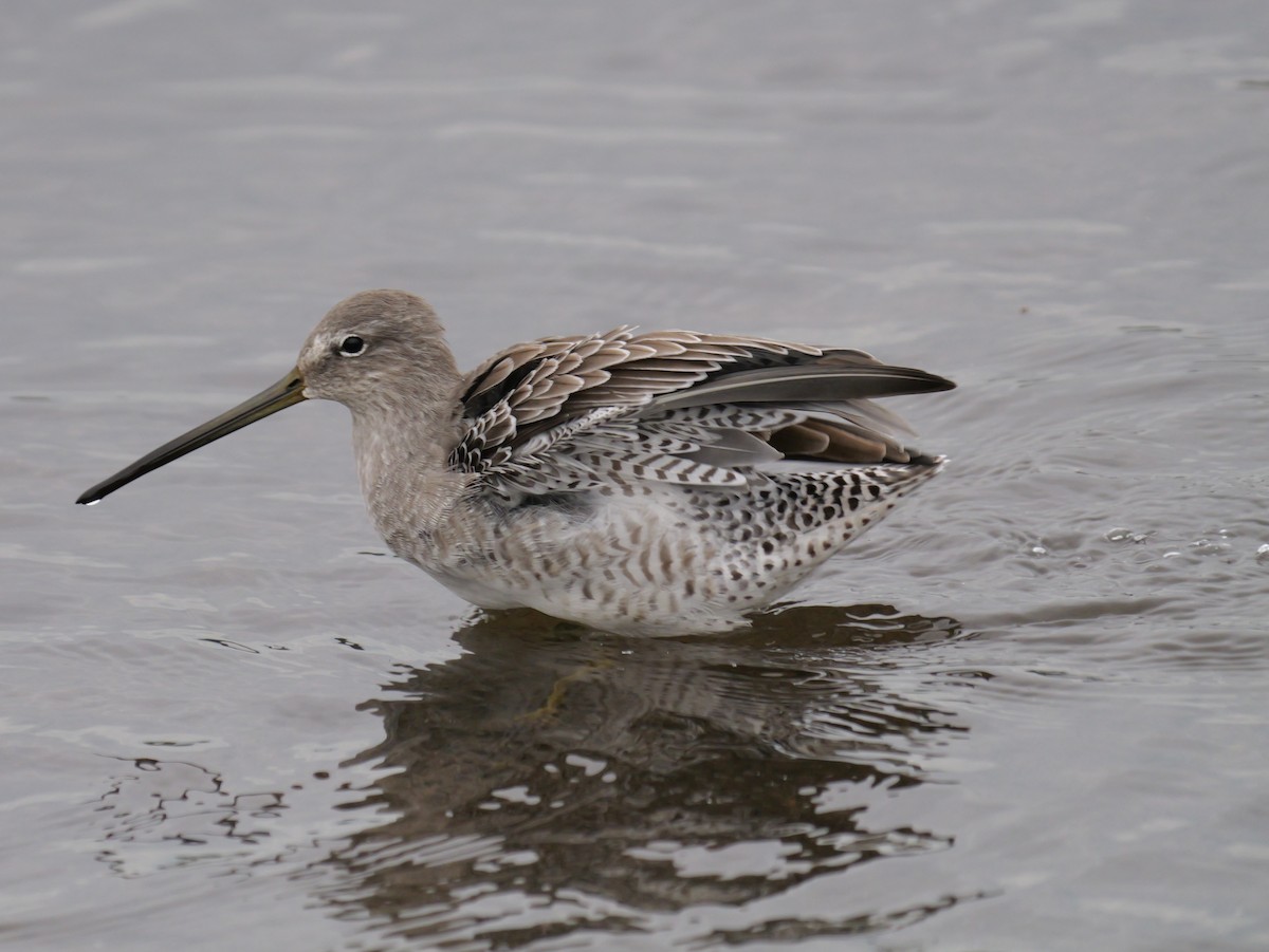 Long-billed Dowitcher - ML643763448