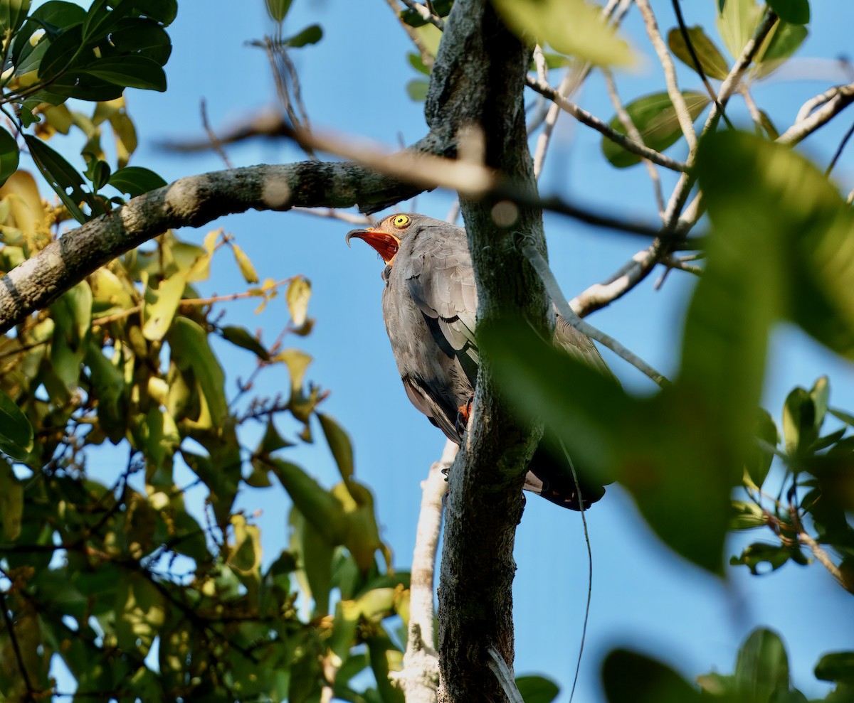 smalnebbglente - ML643763463