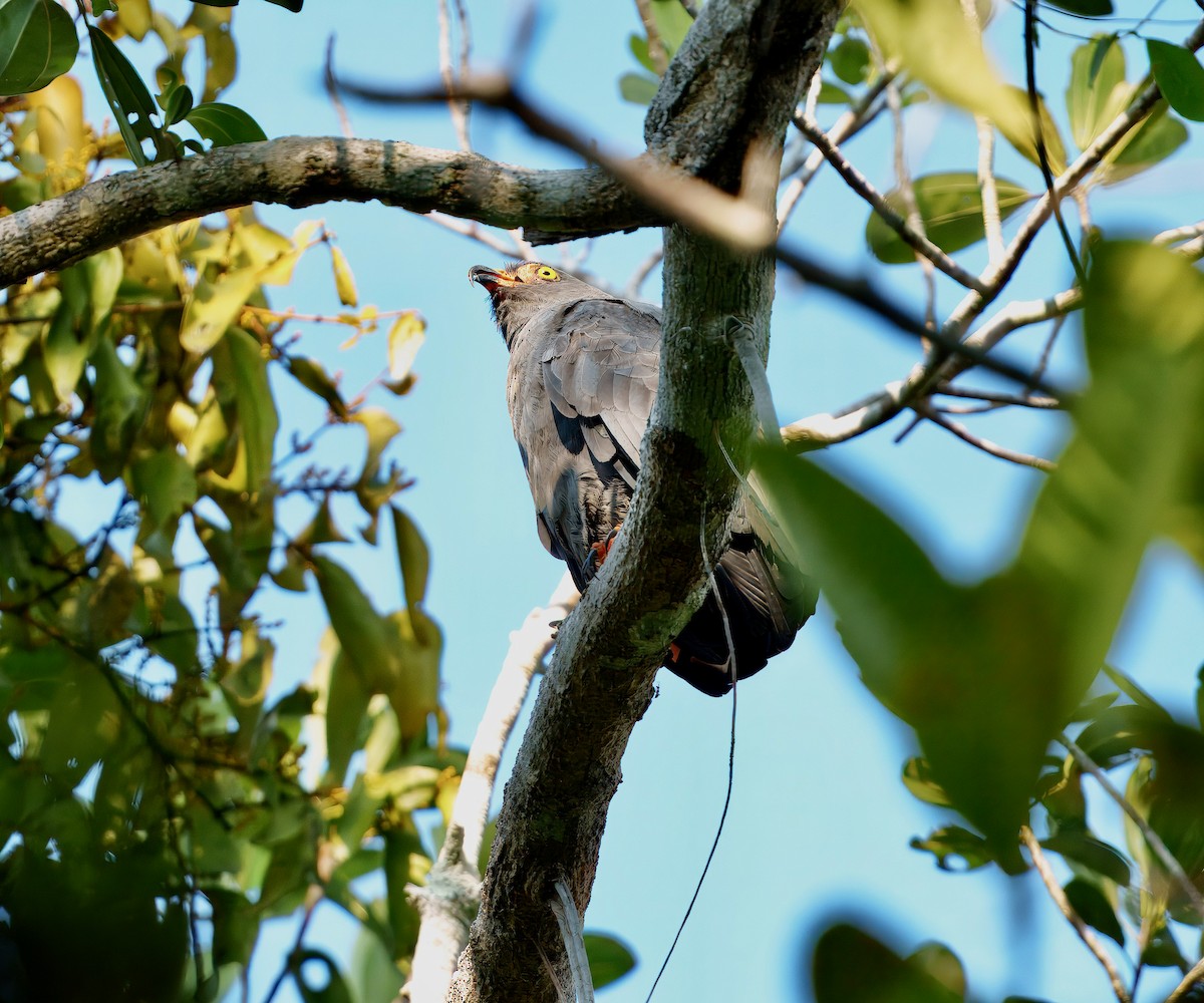 smalnebbglente - ML643763465