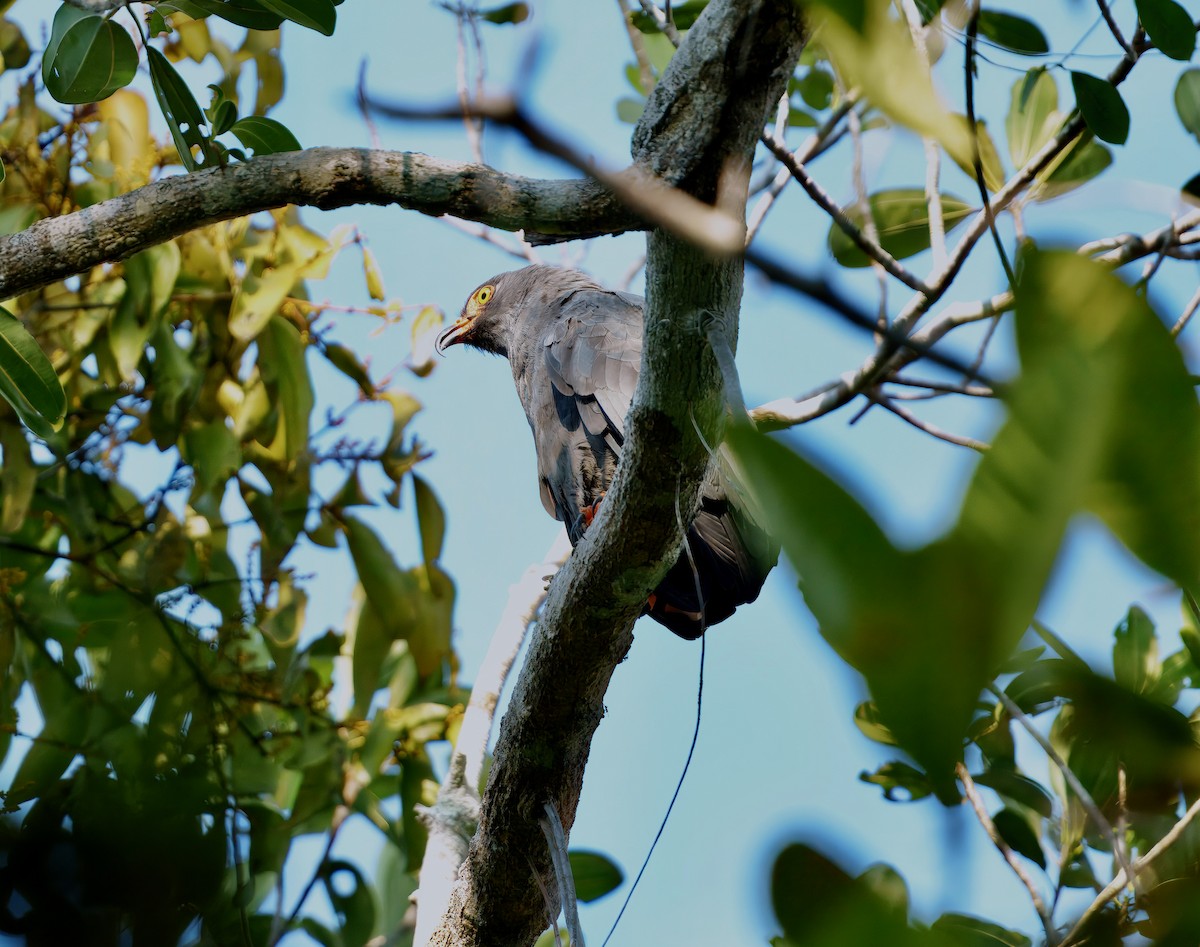 smalnebbglente - ML643763466