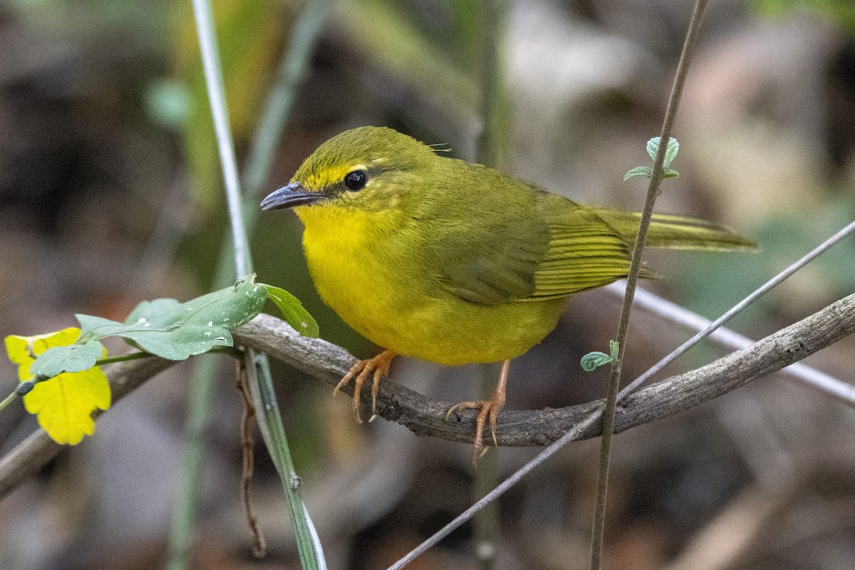 Flavescent Warbler - ML643763473