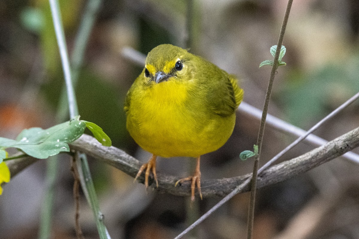 Flavescent Warbler - ML643763474