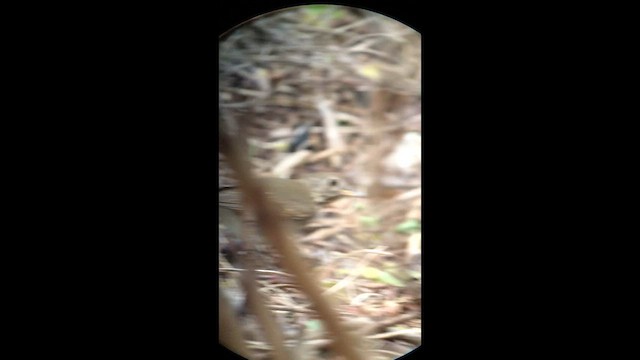 Bicknell's Thrush - ML643763476