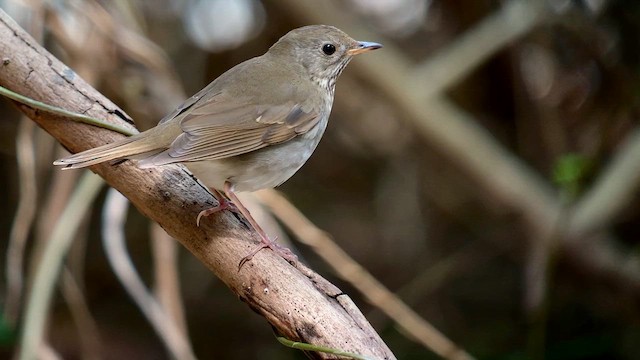 Bicknell's Thrush - ML643763478