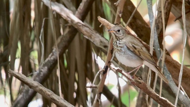 Bicknell's Thrush - ML643763479