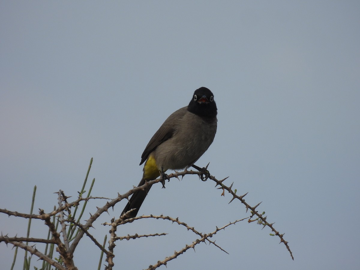 White-spectacled Bulbul - ML643763482