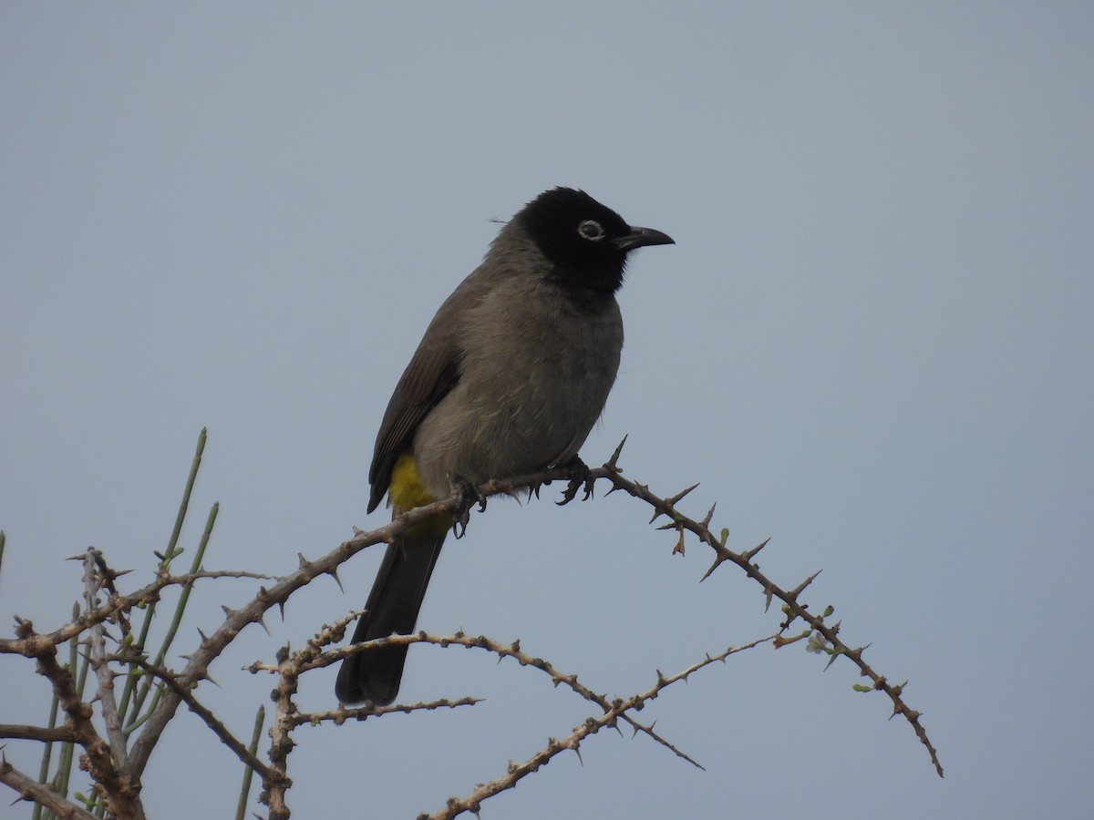 White-spectacled Bulbul - ML643763483