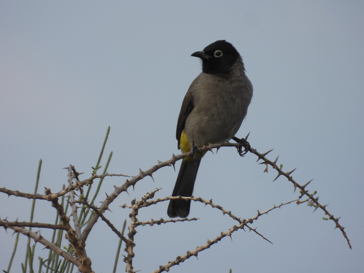 White-spectacled Bulbul - ML643763484
