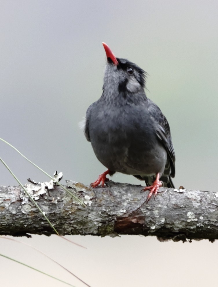 Black Bulbul - ML643763492