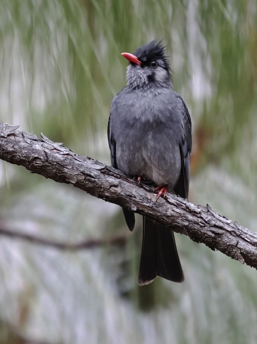 Black Bulbul - ML643763493