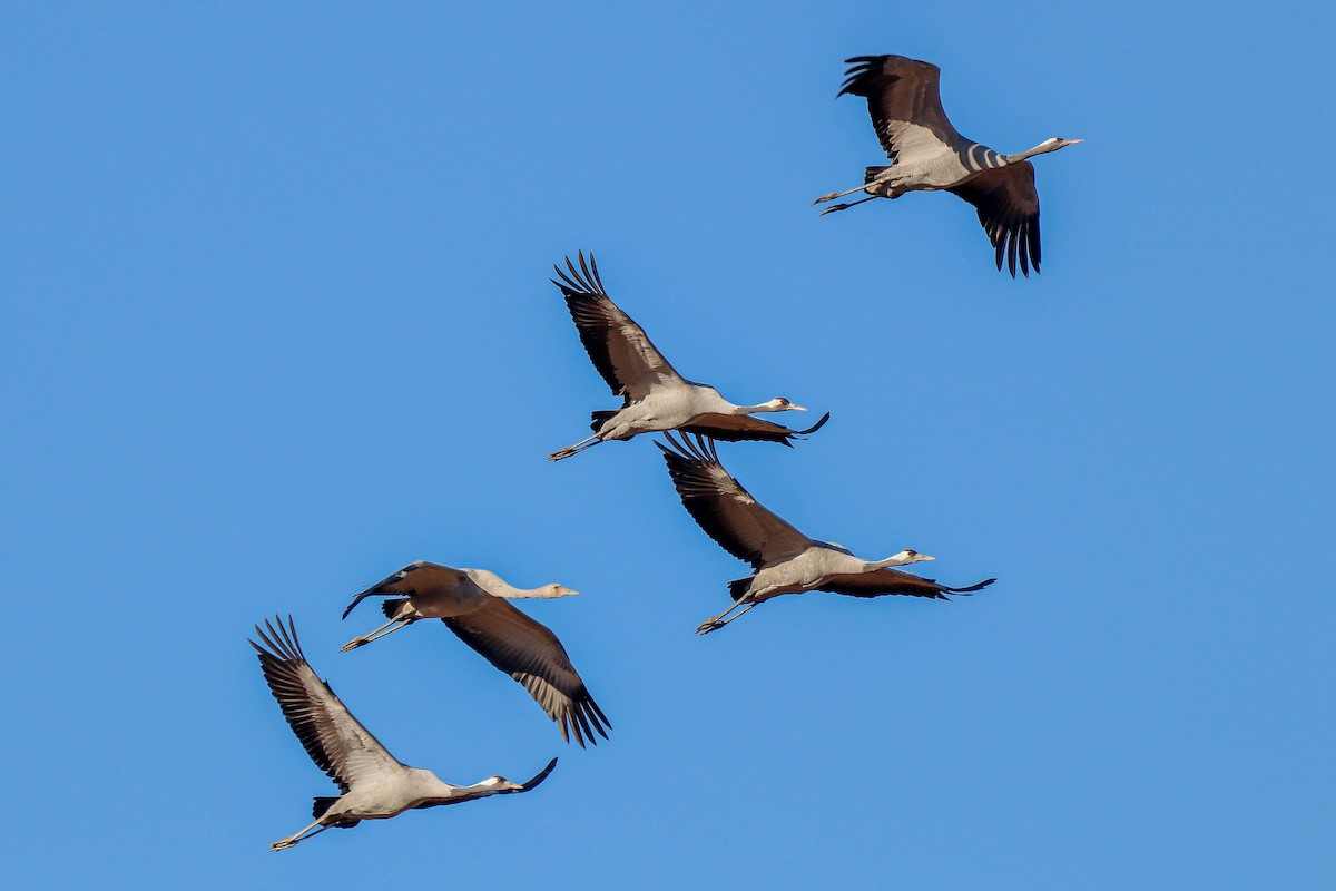 Common Crane - ML643763497