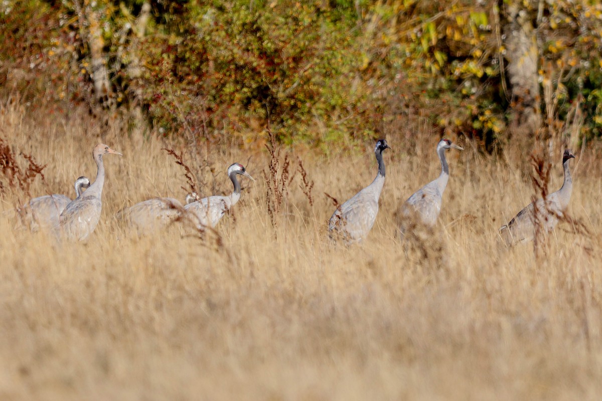 Common Crane - ML643763498