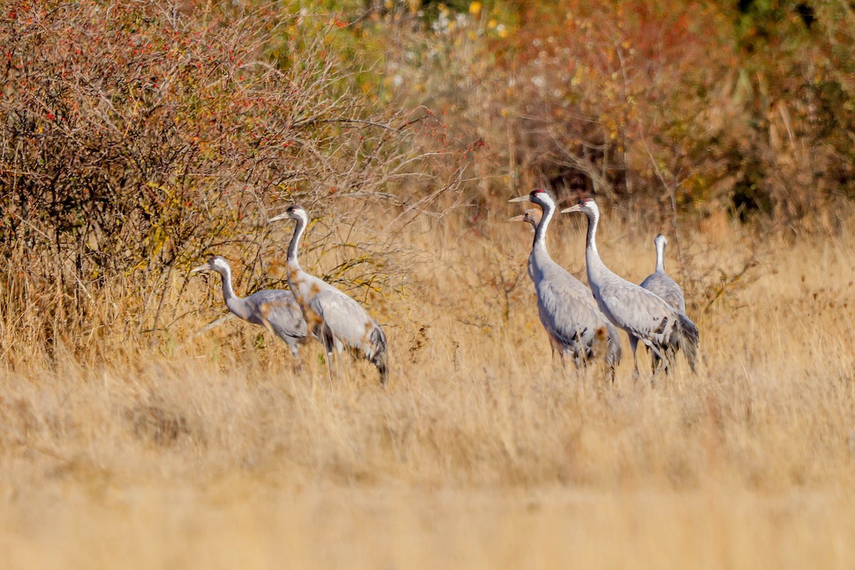 Common Crane - ML643763499