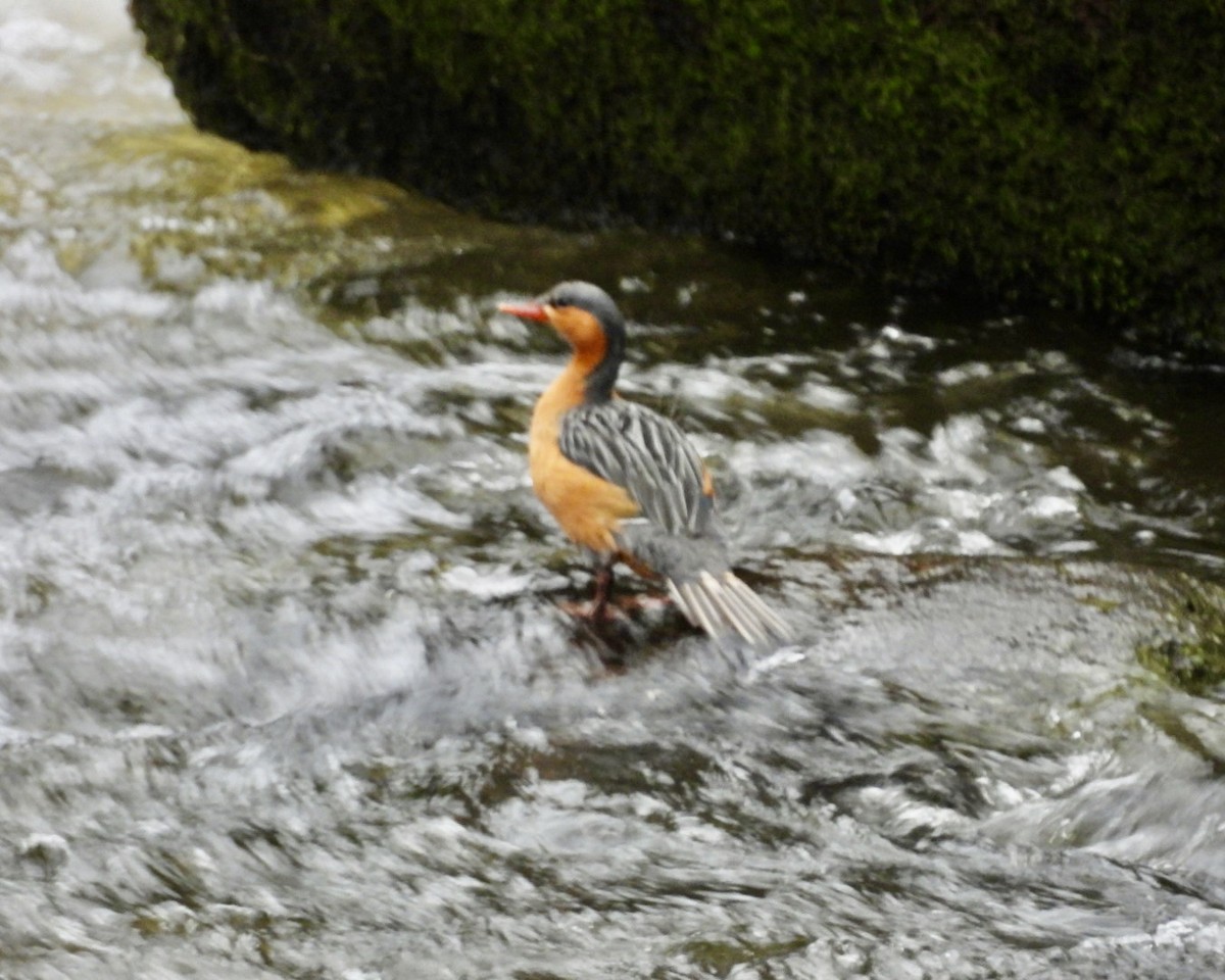 Torrent Duck - ML643763501