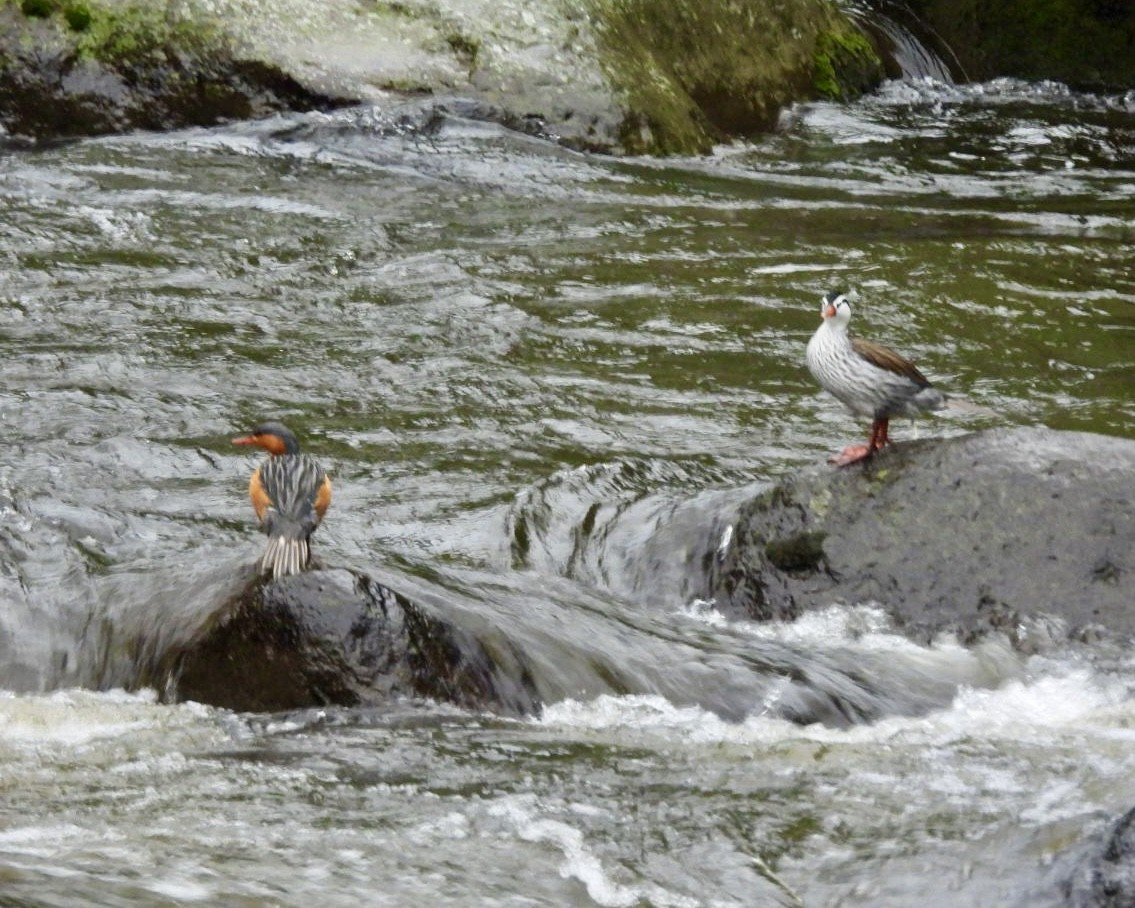 Torrent Duck - ML643763502