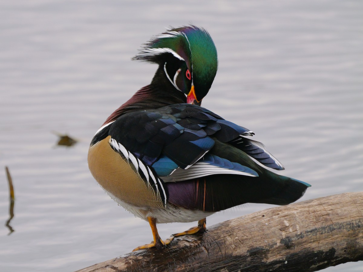 Wood Duck - ML643763509