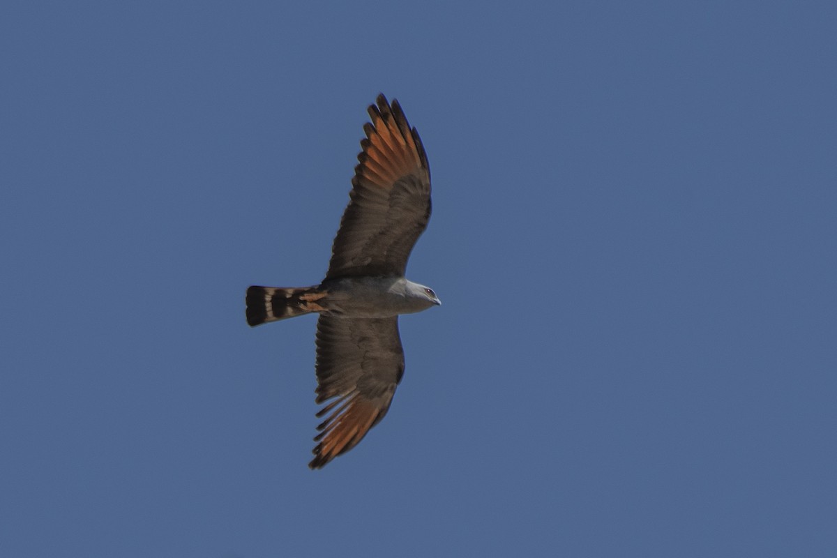 Plumbeous Kite - ML643763513