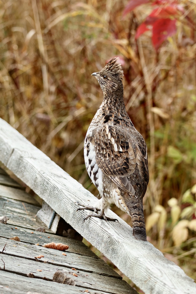 Ruffed Grouse - ML643763535