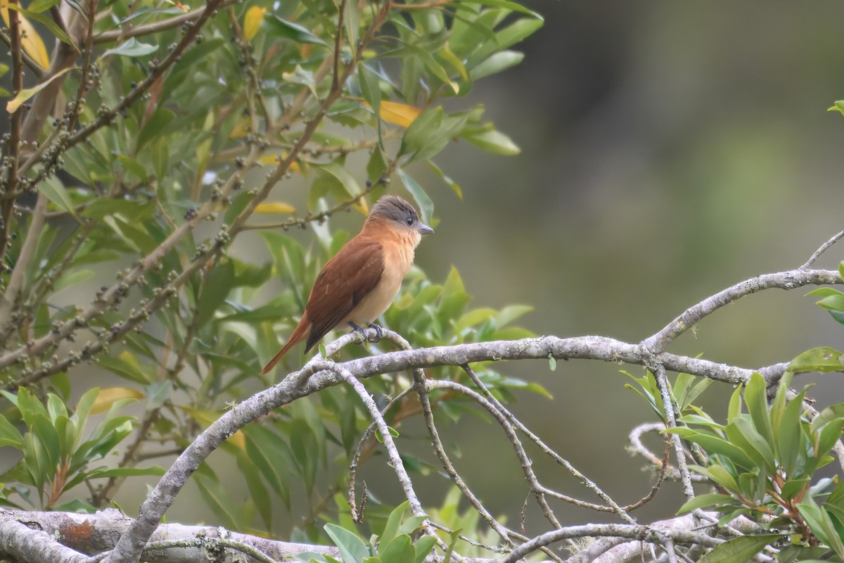 Crested Becard - ML643763536