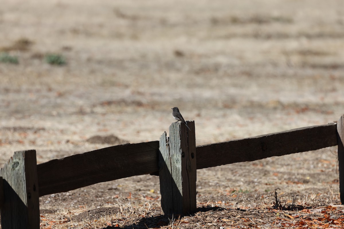 Black Phoebe - ML643763538