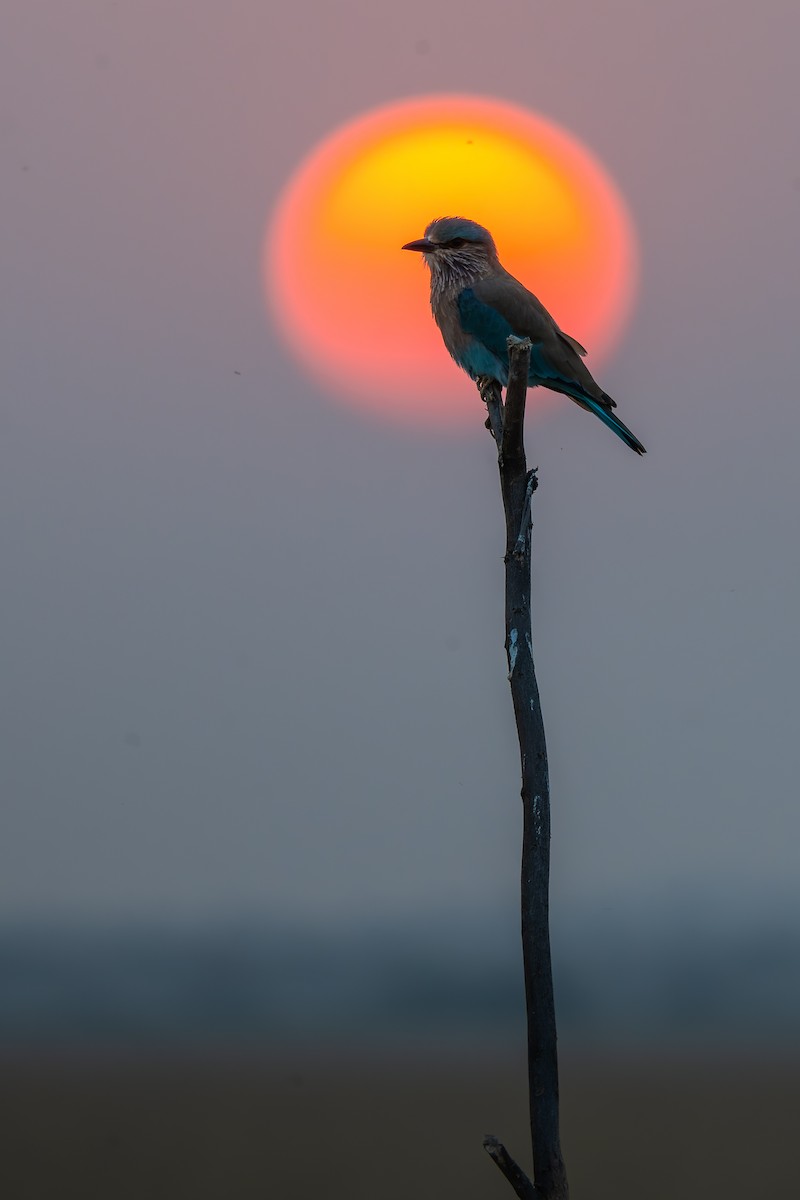 Indian Roller - ML643763545