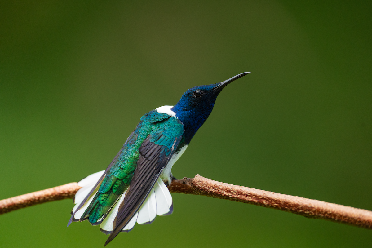 White-necked Jacobin - ML643763547