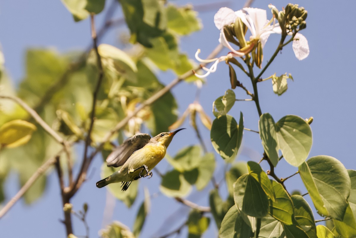 Purple-rumped Sunbird - ML643763548