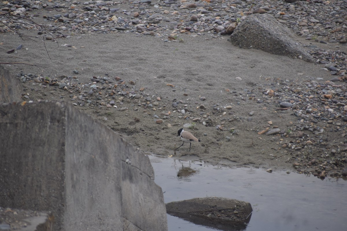 River Lapwing - ML643763549