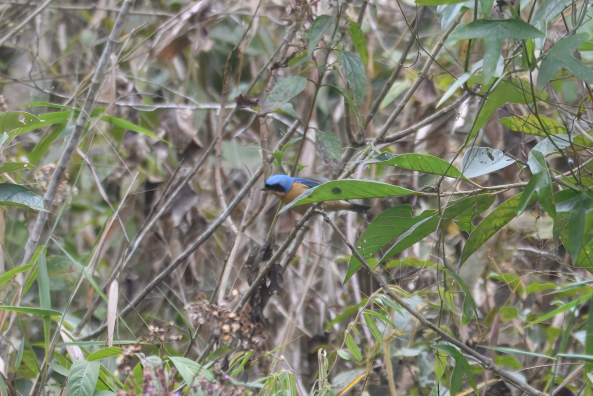 Fawn-breasted Tanager - ML643763551