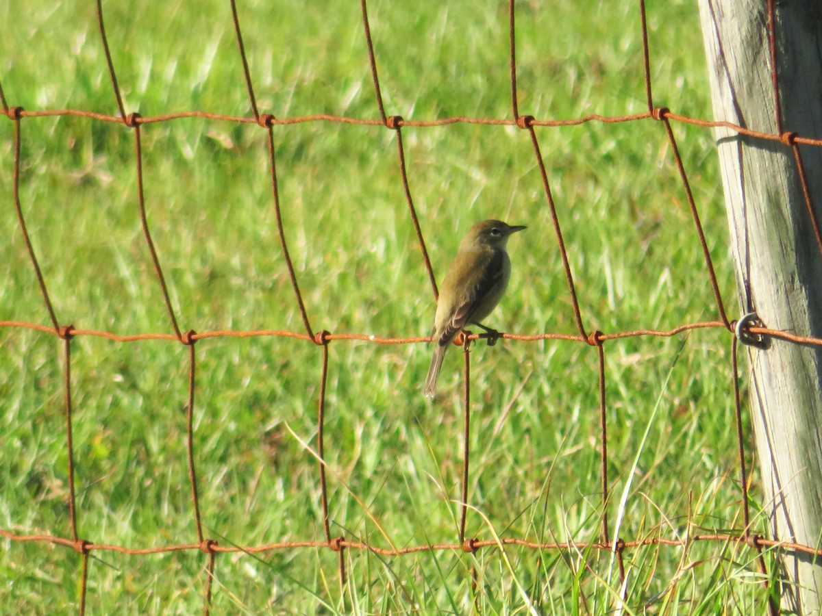 Palm Warbler - ML643763552
