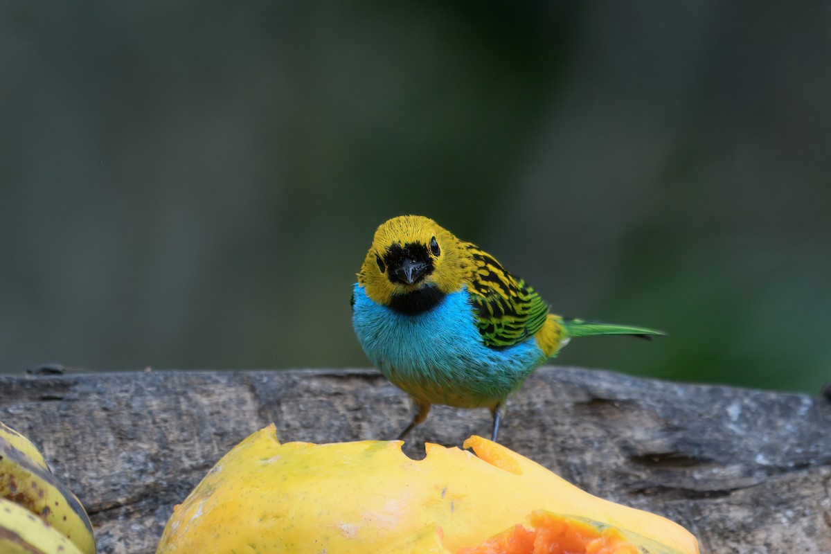 Gilt-edged Tanager - ML643763553