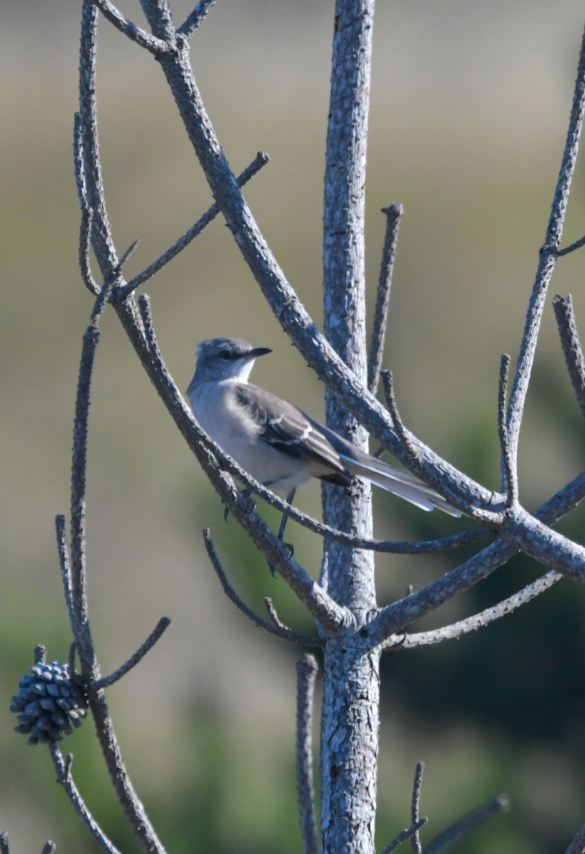 Northern Mockingbird - ML643763554