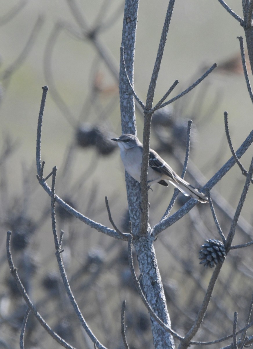 Northern Mockingbird - ML643763555