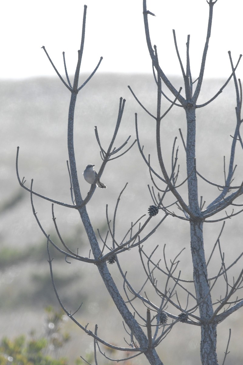 Northern Mockingbird - ML643763556