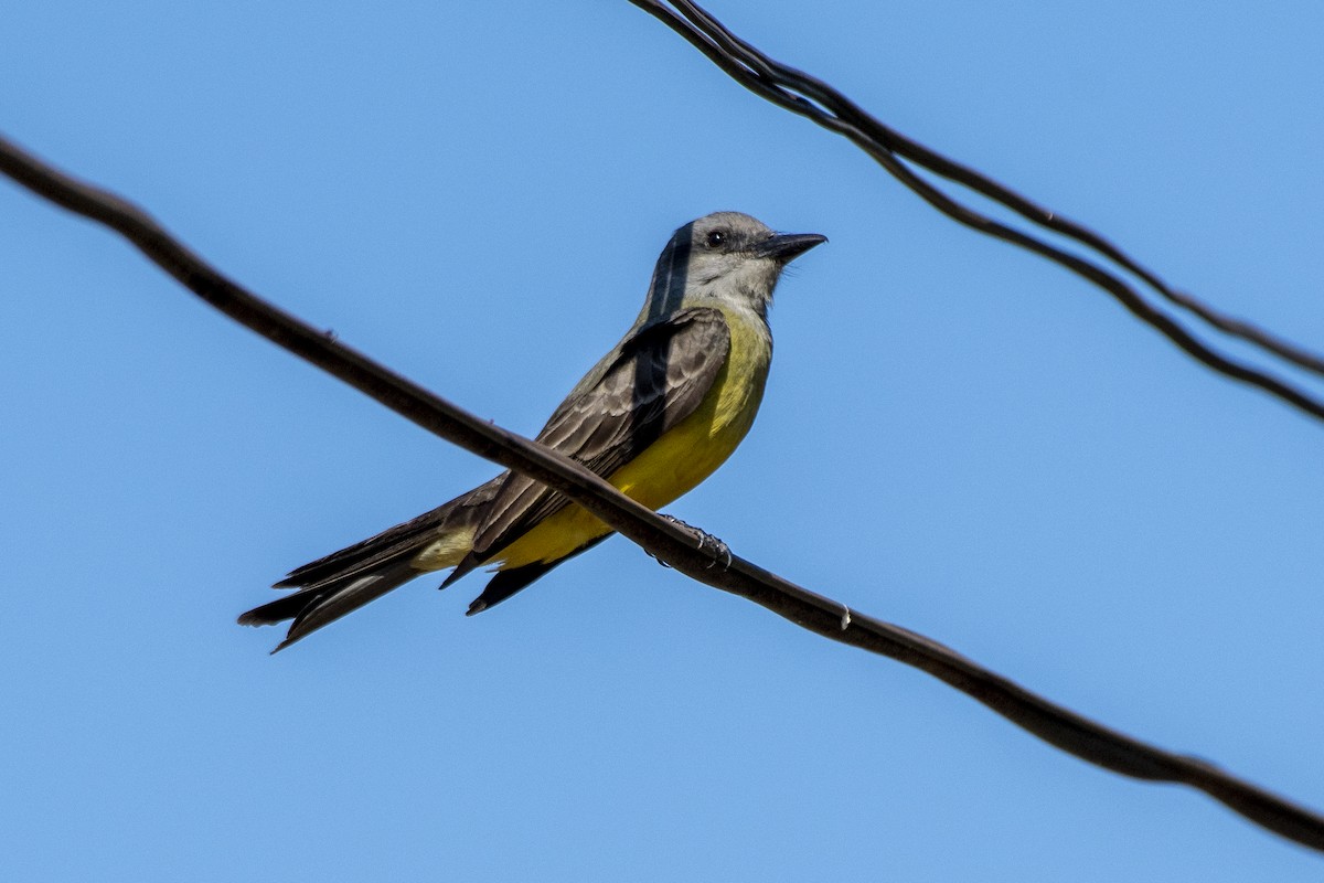 Tropical Kingbird - ML643763557