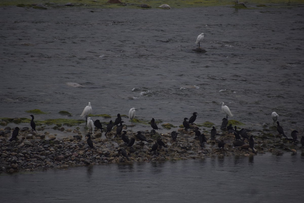 Little Cormorant - ML643763559