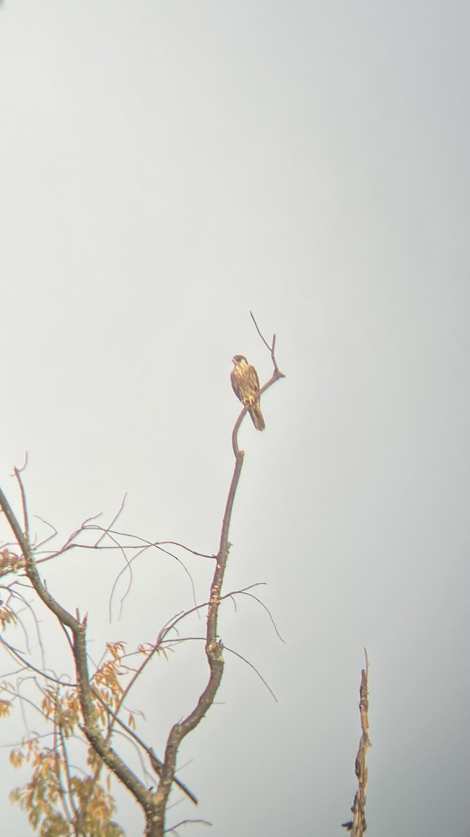 Peregrine Falcon - ML643763569