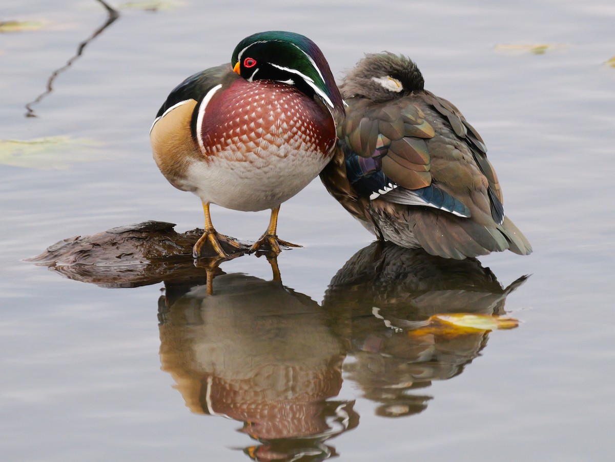 Wood Duck - ML643763572
