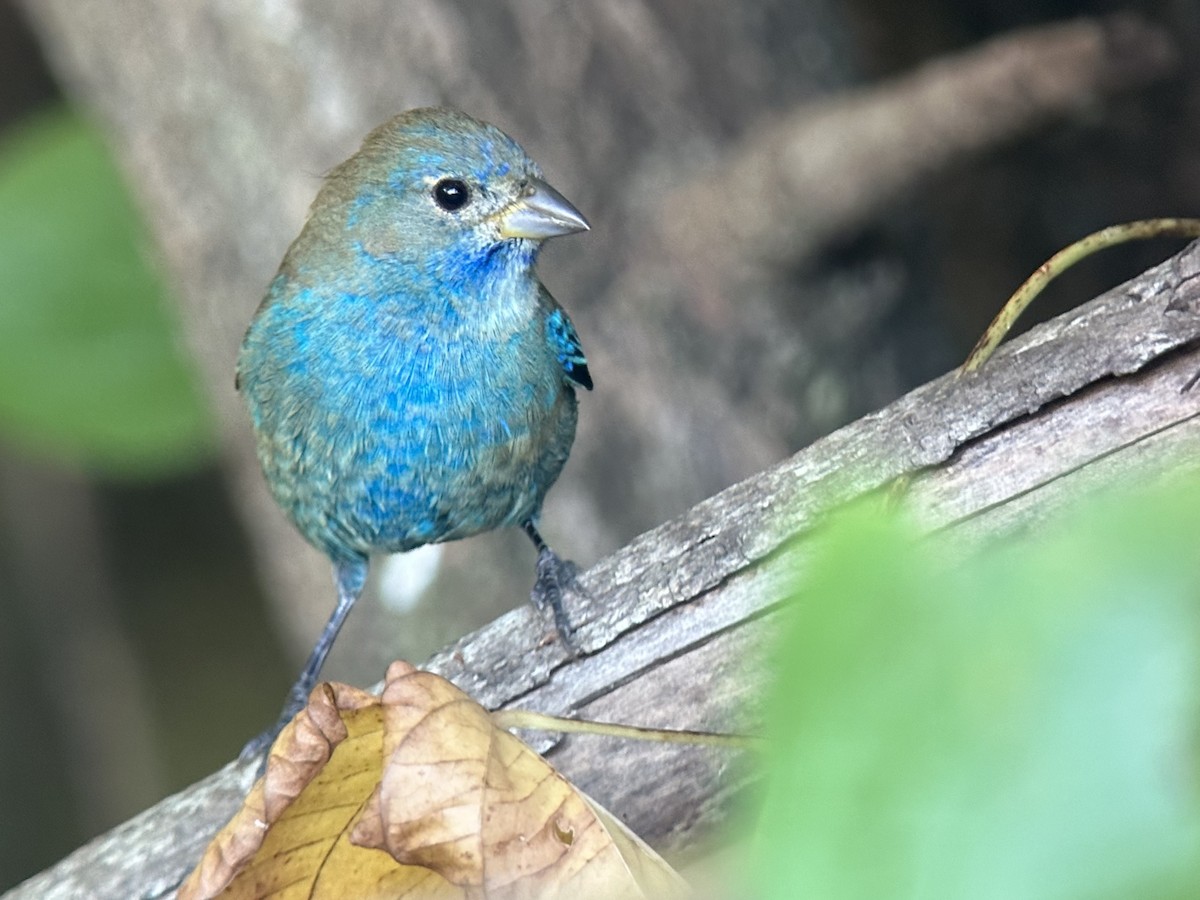 Indigo Bunting - ML643763581