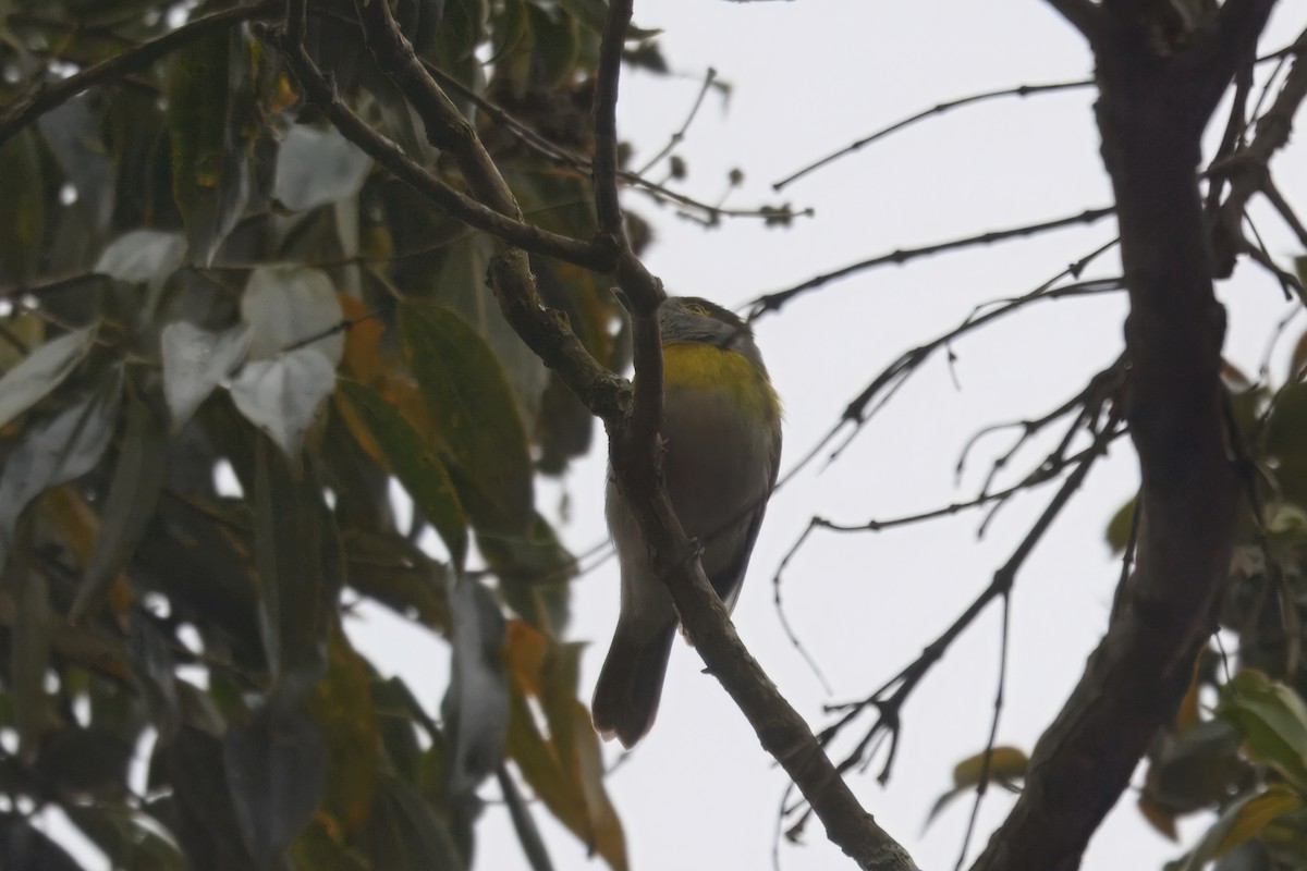 Green-backed Becard (Green-backed) - ML643763586