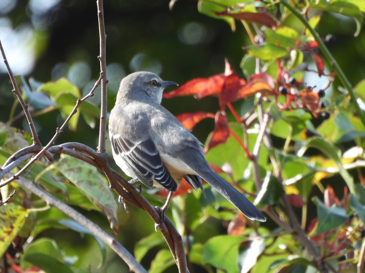 Northern Mockingbird - ML643763593