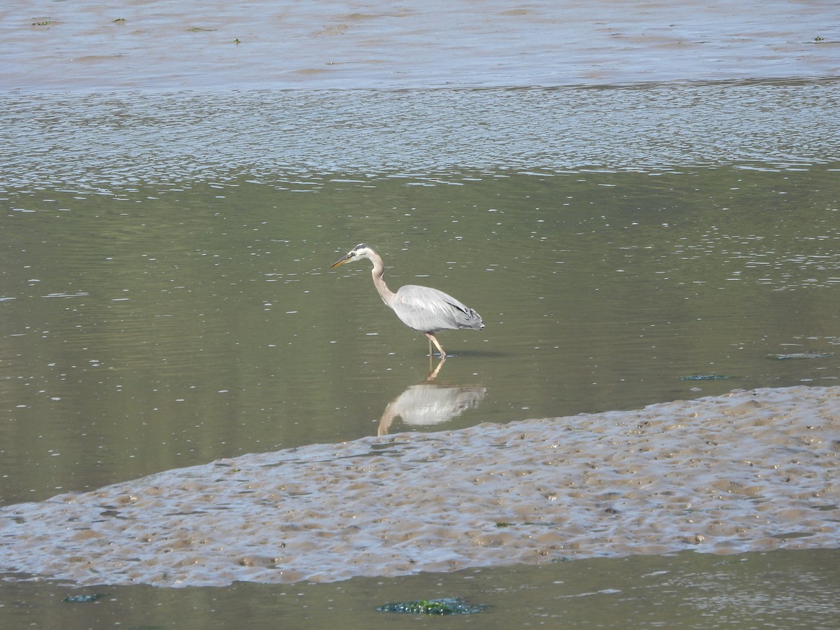 Great Blue Heron - ML643763602