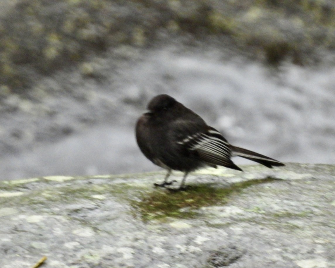 Black Phoebe - ML643763608