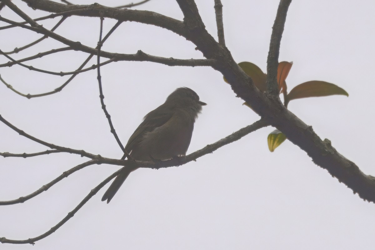 Planalto Tyrannulet - ML643763610