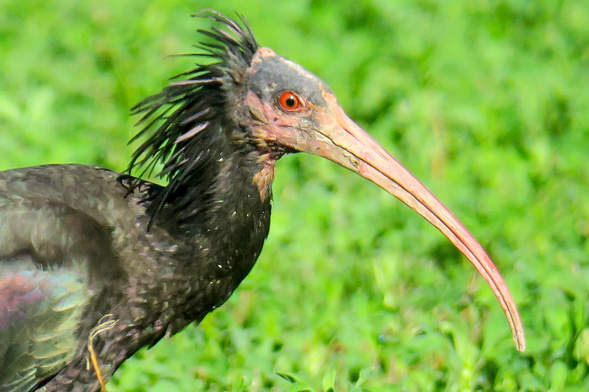 Northern Bald Ibis - ML643763625