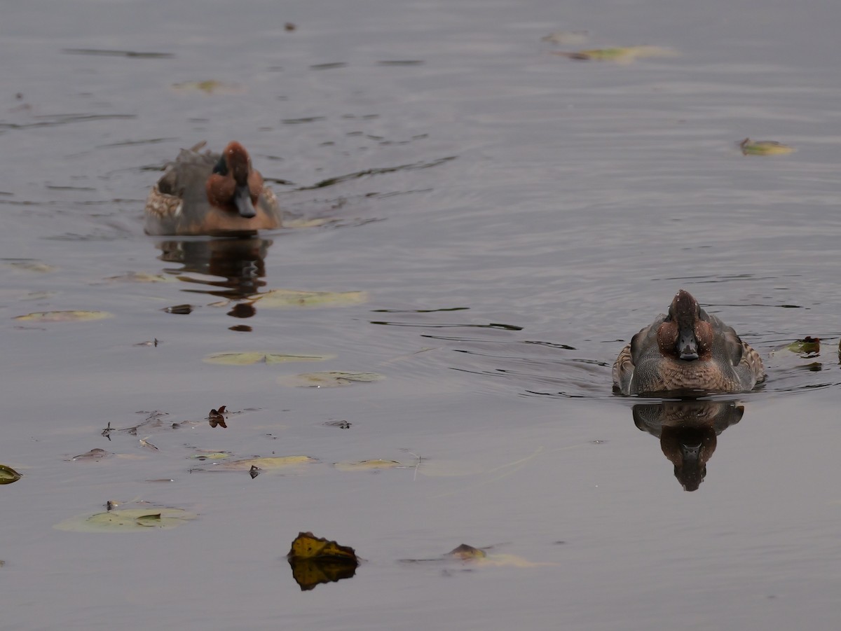 Green-winged Teal - ML643763629