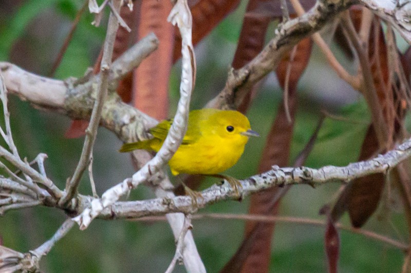 Yellow Warbler - ML643763630